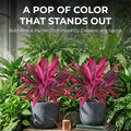 2Pcs Artificial Boston Fern & Dragon's Blood Tree Plants