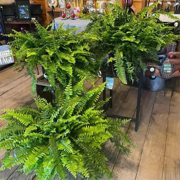 🌿UV Resistant Lifelike Artificial Boston Fern